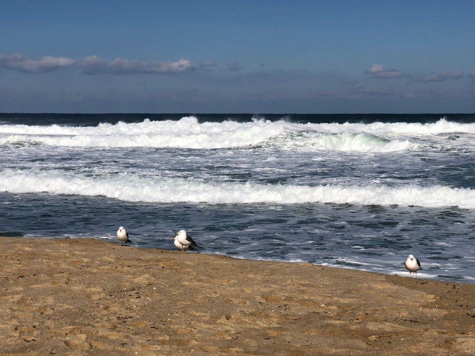 【Gangneung Daytrip, Tour】Filming Site of Goblin, BEST things to do in Gangneung, Gangwon-do.